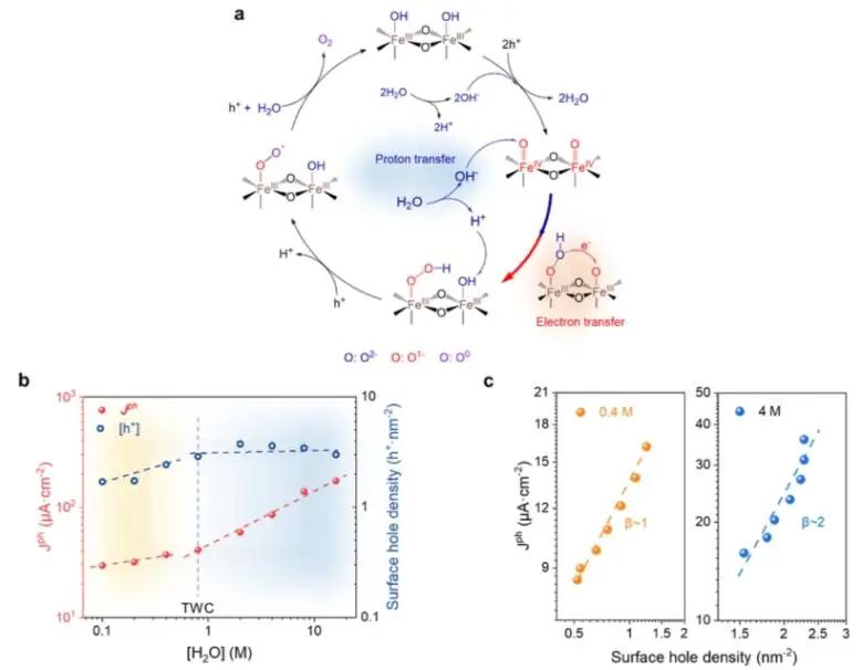 章宇超課題組JACS：PEC水氧化過程PCET研究，助力揭示光陽極上水的速率規(guī)律