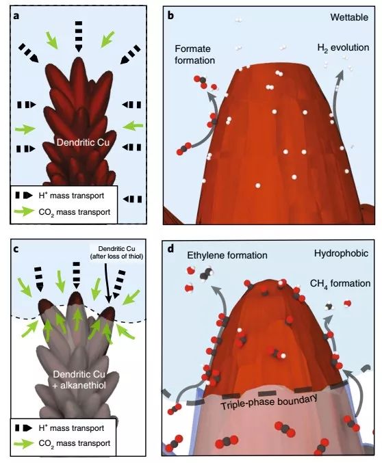 Nature Materials：來自大自然的啟示，構建高效CO2RR界面