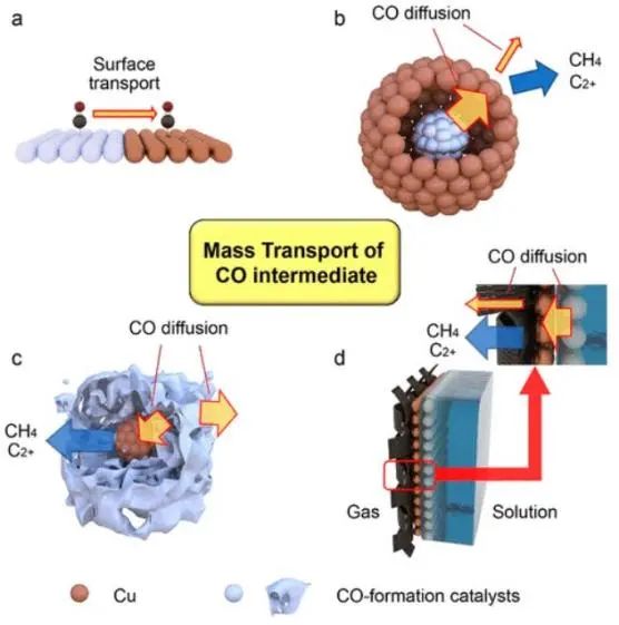 南科大顧均ACS Catalysis: 剖幽析微：基于CO中間體的傳質(zhì)設(shè)計用于CO2電還原的Cu基串聯(lián)催化劑