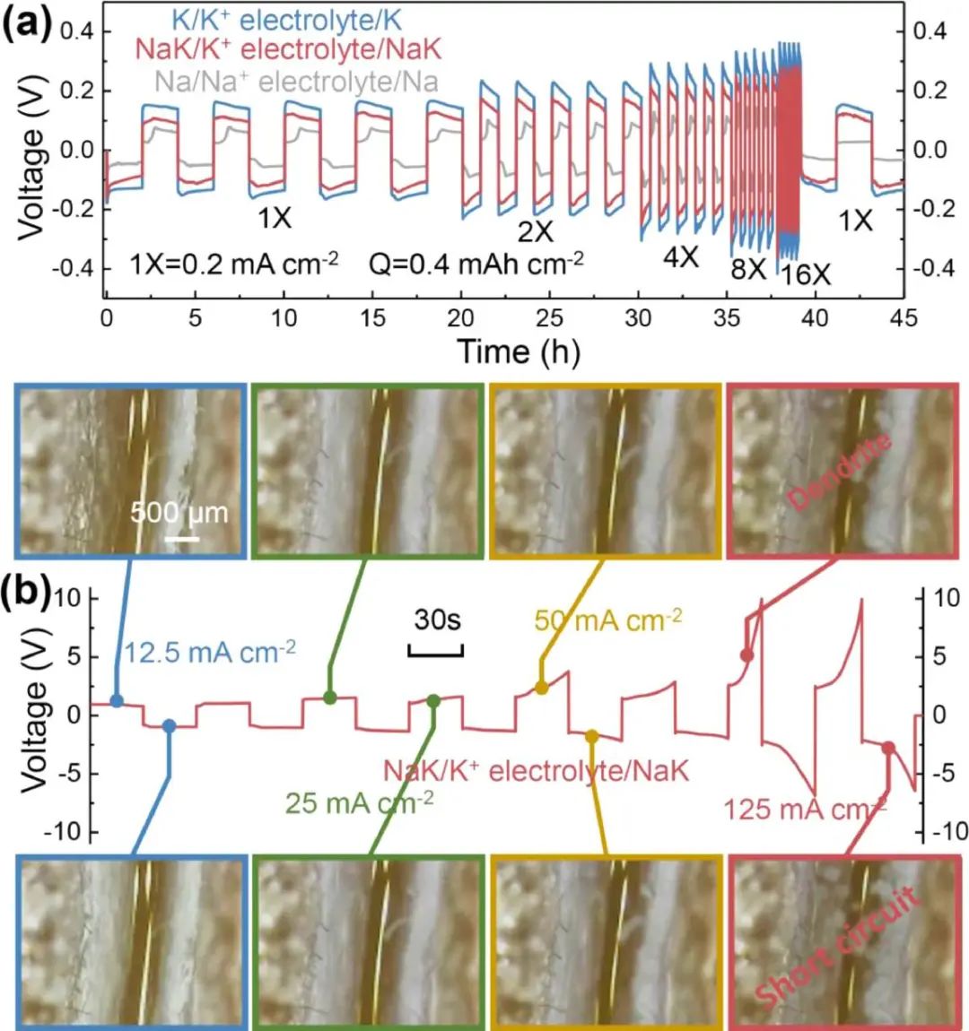 寧波大學EnSM: 混合離子對稱電池的離子競爭和限制枝晶生長模型