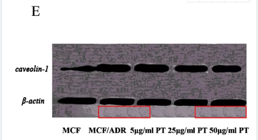 美國著名大牛教授72篇論文被質(zhì)疑學(xué)術(shù)不端，多名中國學(xué)者牽涉其中