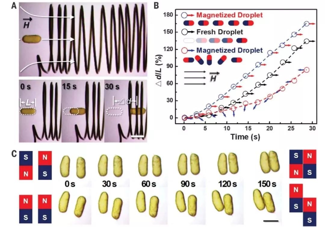 北京化工大學(xué)Science：可以反復(fù)“蹂躪”！基于可逆順磁-鐵磁轉(zhuǎn)變的鐵磁流體液滴