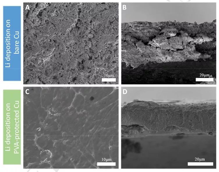 王東海教授課題組Nano Energy：聚乙烯醇界面保護(hù)，助力高穩(wěn)定性鋰金屬負(fù)極