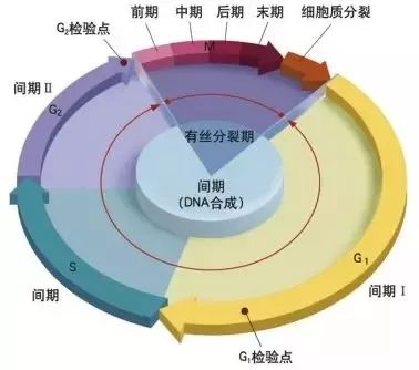 【制圖干貨】從細節(jié)入手，頂刊paper中的箭頭怎么畫？