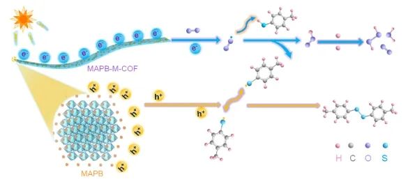 福州大學(xué)ACS Catalysis：構(gòu)建0D/1D MAPbBr3/COF異質(zhì)結(jié)，實(shí)現(xiàn)LED驅(qū)動(dòng)高效S-S耦合反應(yīng)