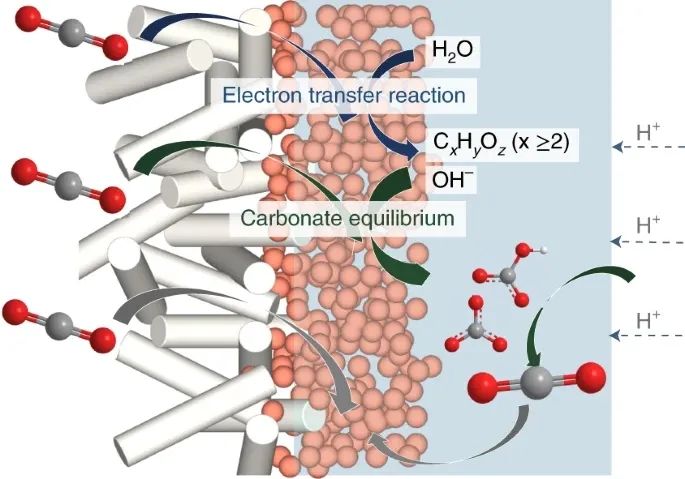 Edward H. Sargent院士和王瑩教授，最新Nature Catalysis！