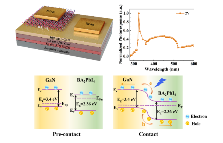 【DFT+實(shí)驗(yàn)】江南大學(xué)楊國(guó)峰教授：基于BA?PbI?/GaN異質(zhì)結(jié)構(gòu)的紫外-可見寬光譜光電探測(cè)器