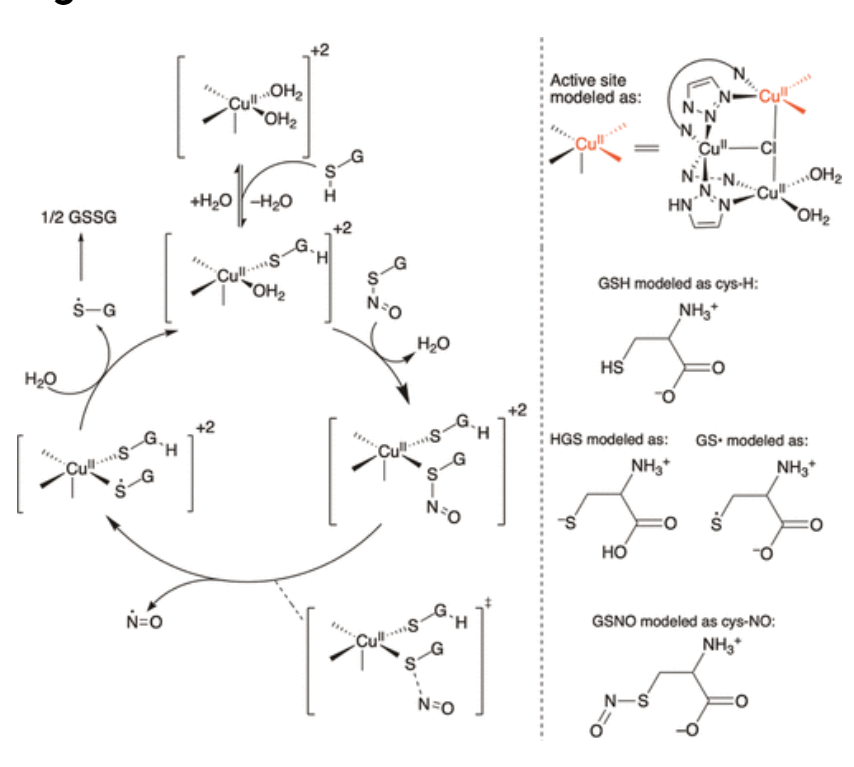 【純計算】JACS: 銅金屬-有機(jī)骨架催化S-亞硝基谷胱甘肽生成NO機(jī)制的計算研究