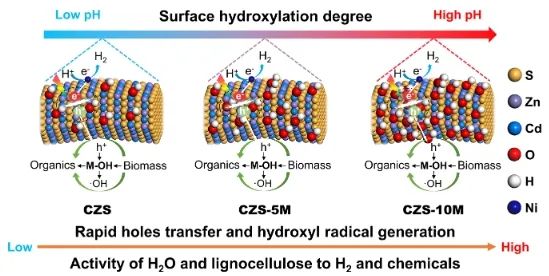 西安交通大學(xué)ACS Catalysis：pH觸發(fā)羥基化表面，促進(jìn)太陽(yáng)能驅(qū)動(dòng)木質(zhì)素重整制H2