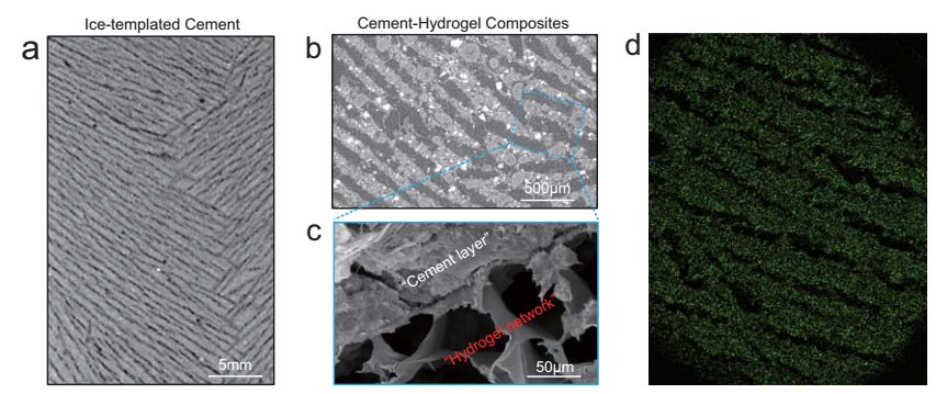 史上最韌復(fù)合水泥問世！東南大學(xué)重磅成果，登上Nature子刊！