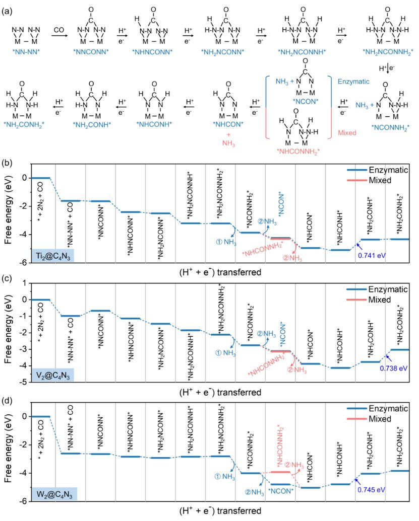 （純計(jì)算）昆士蘭科技大學(xué)寇良志教授團(tuán)隊(duì)ACS Nano|通過(guò)N2二聚化的電催化尿素合成和通用描述符