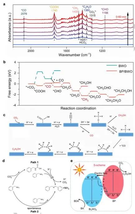 【DFT+實驗】山東大學(xué)Angew.：近100%選擇性！BP/BWO S-型異質(zhì)結(jié)助力苯胺氧化和CO2光轉(zhuǎn)化