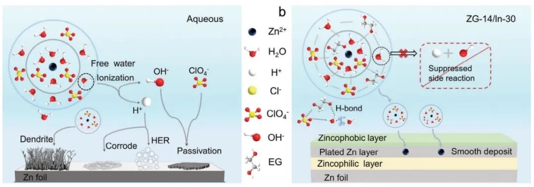 ?安大張朝峰AM：水合共晶電解質(zhì)誘導(dǎo)雙界面層用于 100 °C 寬溫高性能水系鋅離子電池