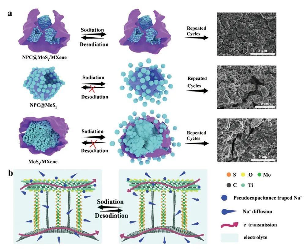 三單位聯(lián)合?Adv. Sci.：中空碳和 MXene 雙增強(qiáng) MoS2用于大倍率和高容量?jī)?chǔ)鈉系統(tǒng)