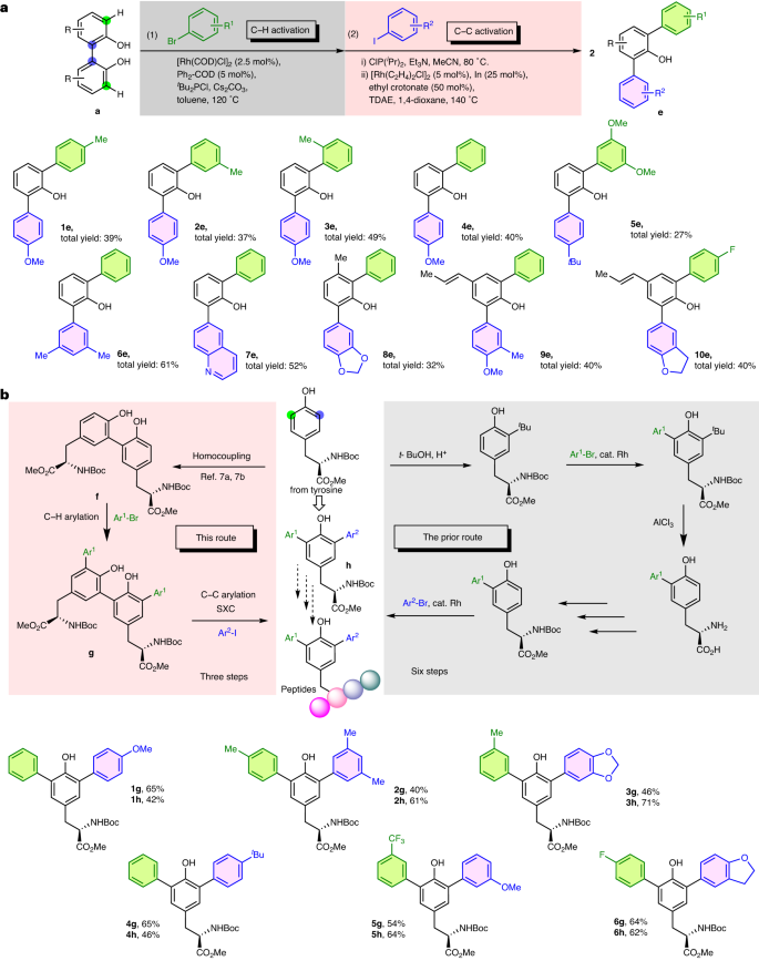 Nature Catalysis: 基于銠催化的非應(yīng)變芳基-芳基鍵活化的分裂交叉偶聯(lián)策略