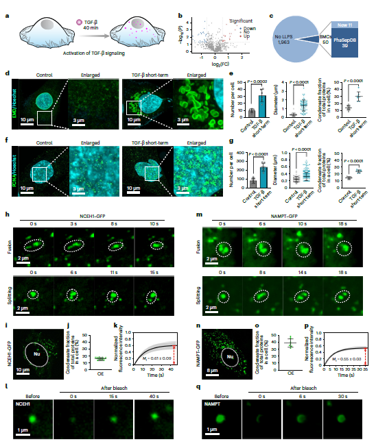 華科，最新Nature Chemistry！重大發(fā)現(xiàn)！