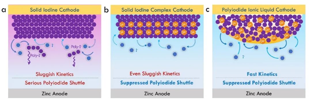 ?西交JACS：高導(dǎo)電聚碘離子液體正極實(shí)現(xiàn)高容量雙鍍層鋅-碘電池