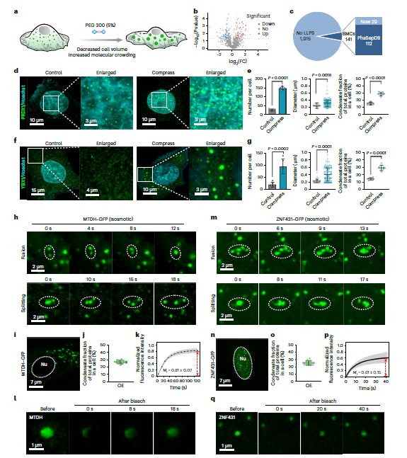 華科，最新Nature Chemistry！重大發(fā)現(xiàn)！