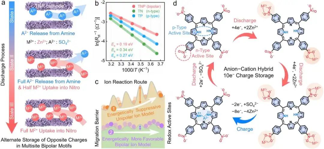 ?同濟(jì)Angew：多電子氧化還原-雙極四硝基卟啉大環(huán)陰極用于高性能鋅-有機(jī)電池
