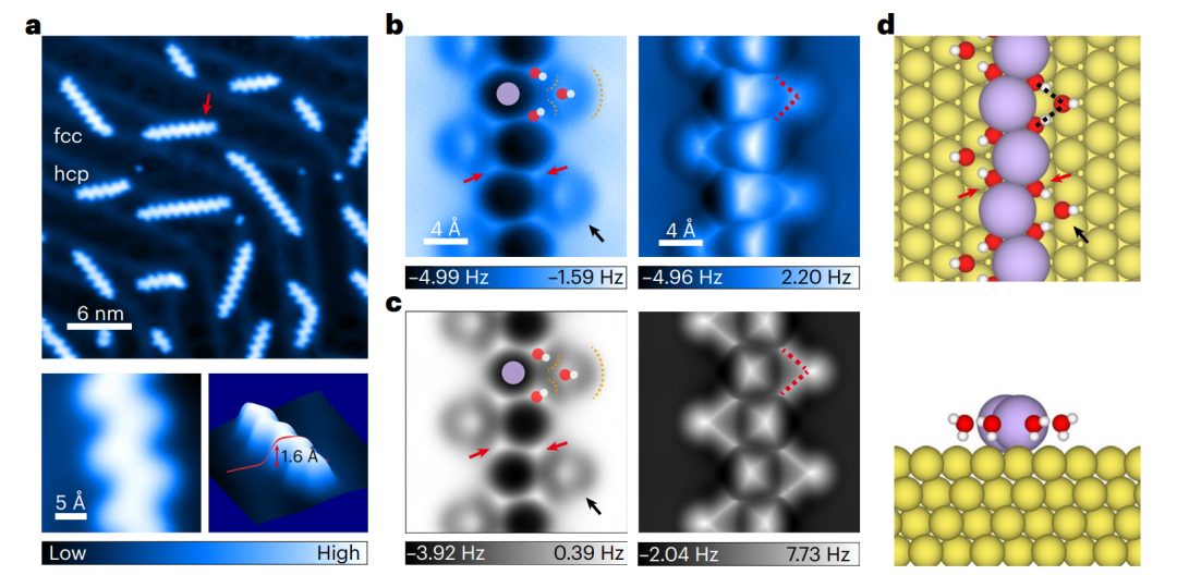 明晚開(kāi)講！Nature+Science一作！北京大學(xué)洪嘉妮博士報(bào)告：表界面氫鍵網(wǎng)絡(luò)的原子尺度研究！