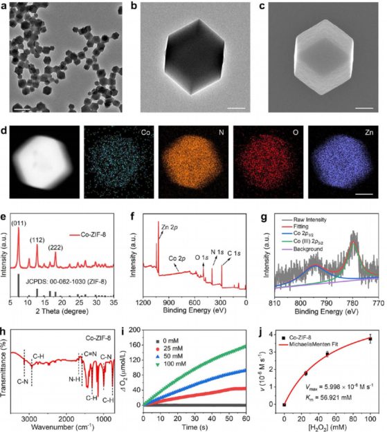 施劍林院士，最新JACS！催化讓你健康!