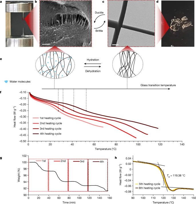Nature重磅：神奇自愈玻璃，肽與水的奧秘！