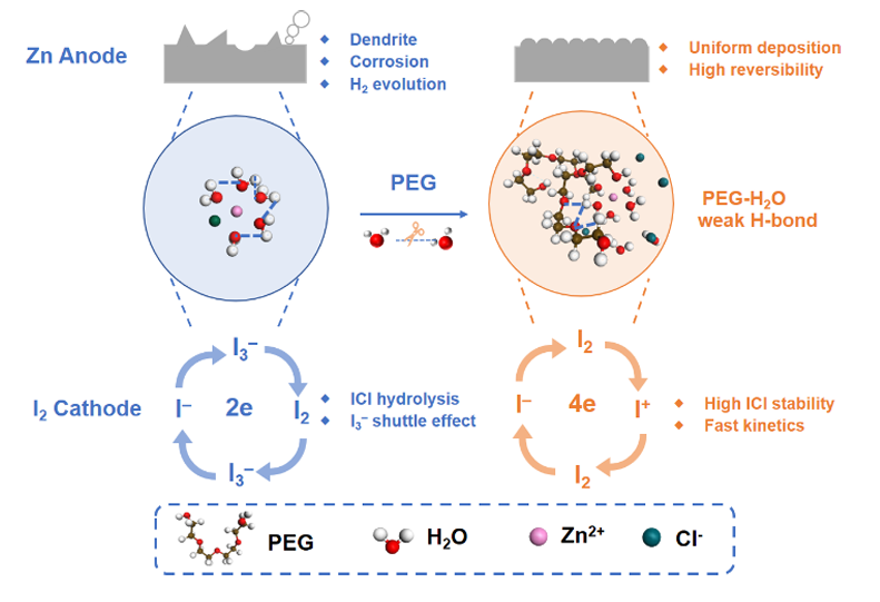 ?湖大AM：弱氫鍵水系電解質(zhì)助力鋅-碘電池