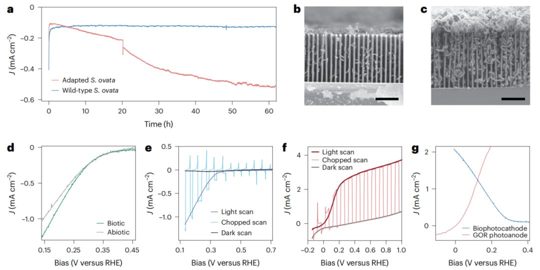 Si納米線“再續(xù)傳奇”！三院院士楊培東，最新Nature Catalysis！